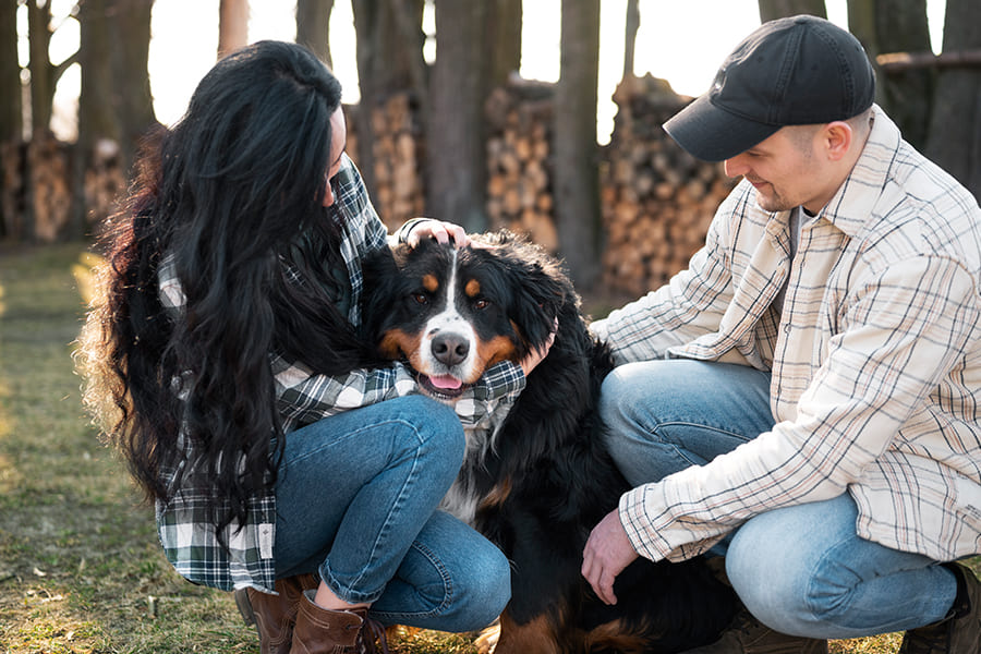 Berner-Sennenhond