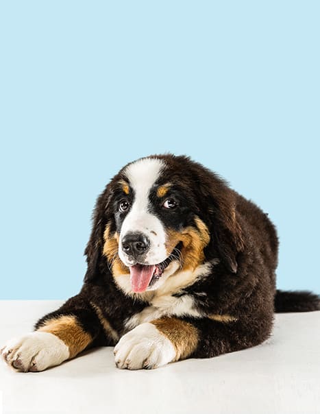 Berner Sennenhond