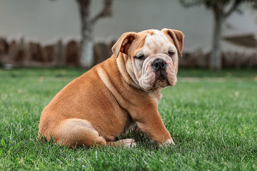 Engelse bulldog