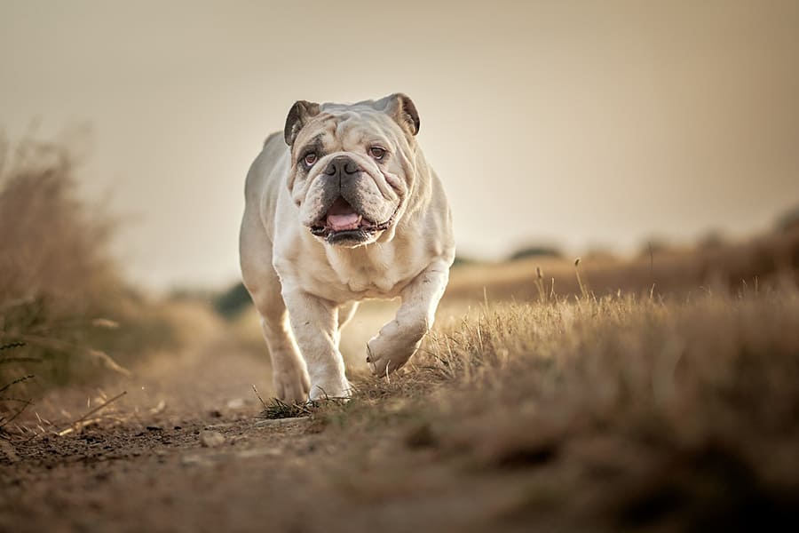 Engelse bulldog