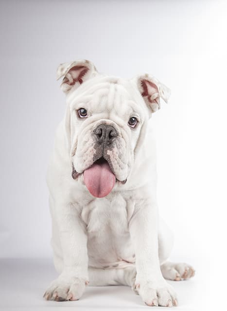 Engelse-bulldog-2