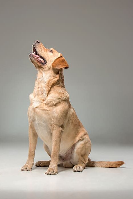 Labrador-Retriever