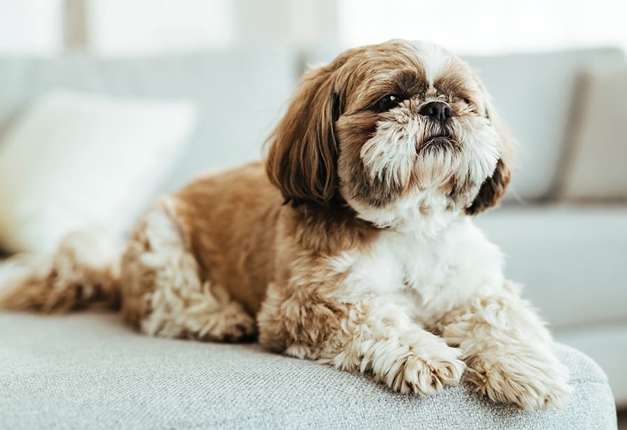 Shih-Tzu