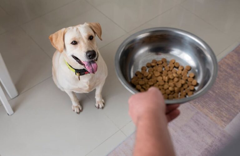 Aanbevolen-Hondenvoer-en-Snacks-voor-een-Gelukkige-en-Gezonde-Hond