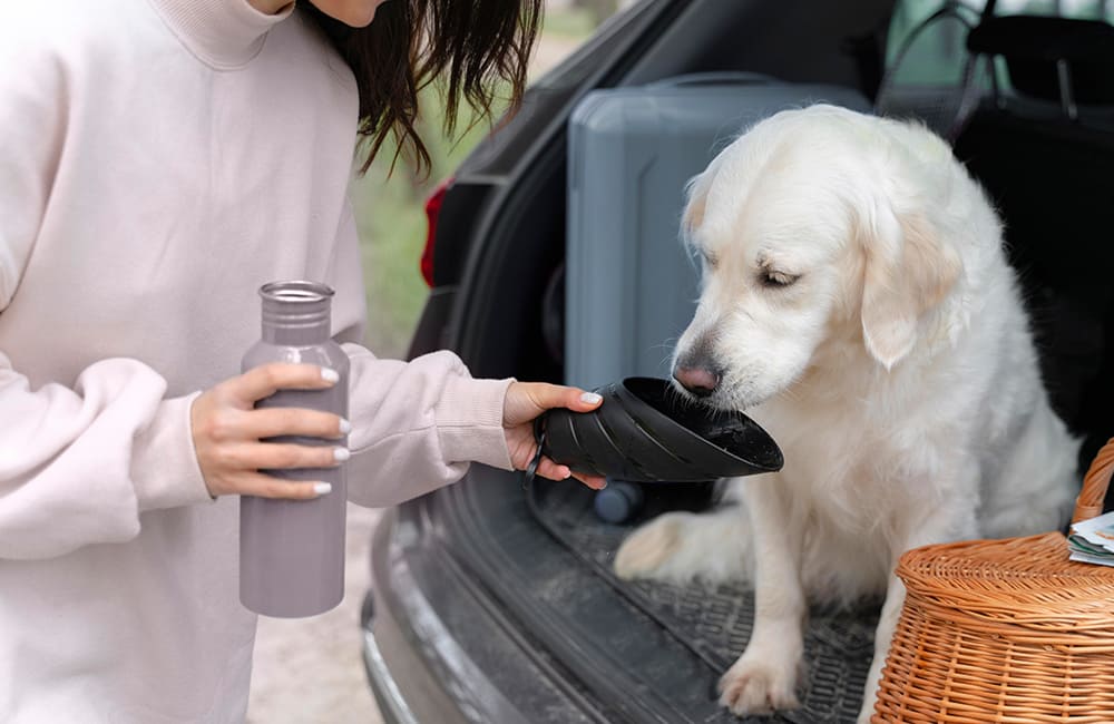 Accessoires-voor-Reizen-en-Avonturen-met-Je-Hond