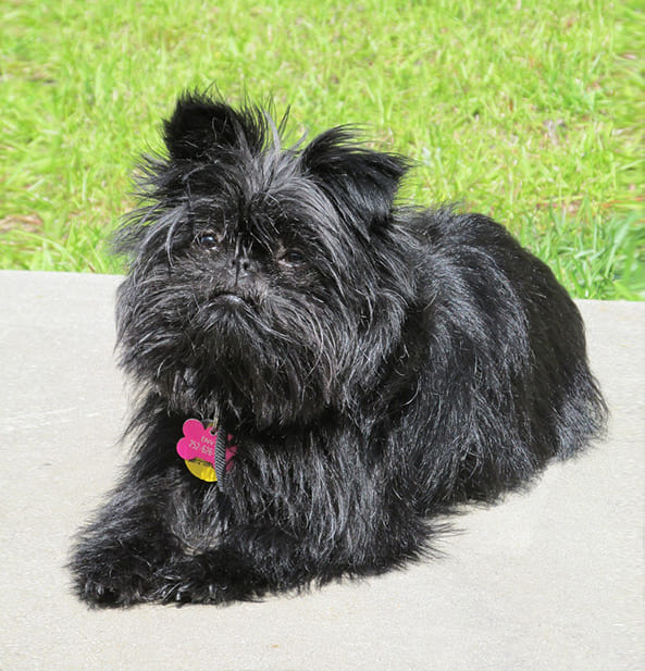 Affenpinscher