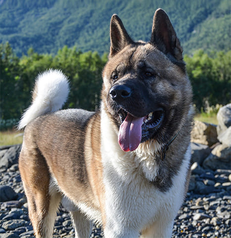 Akita