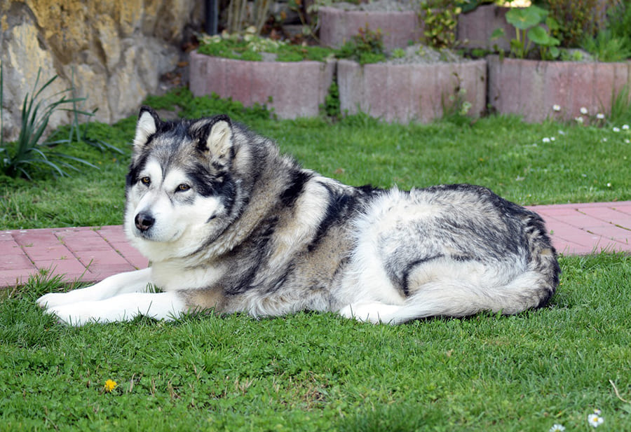 Alaskan-Malamute