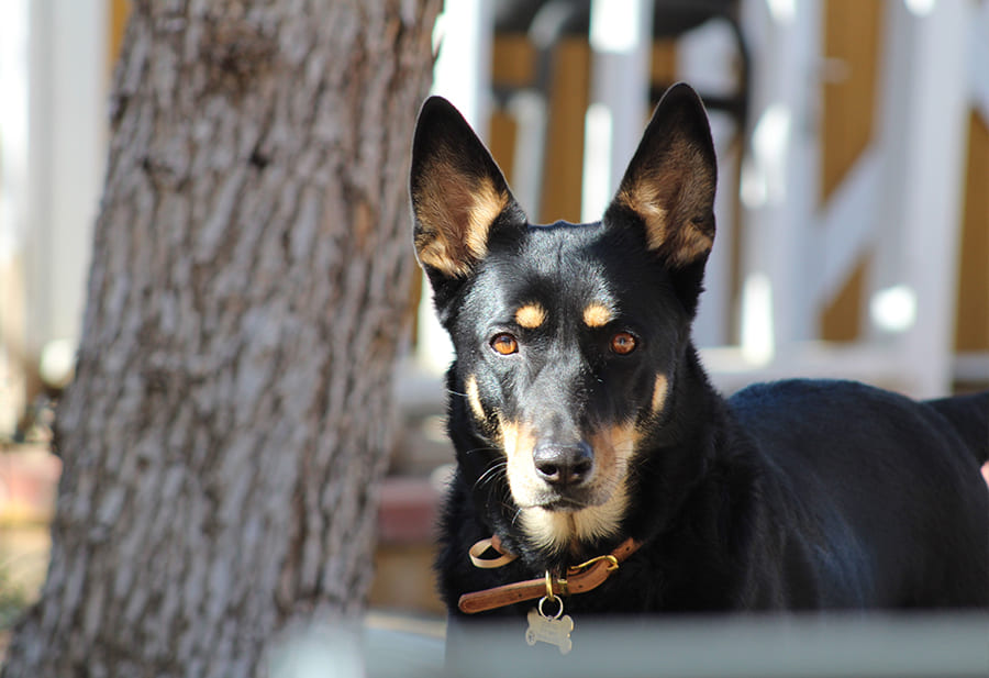 Australische-Kelpie