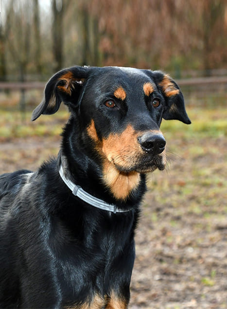 Beauceron