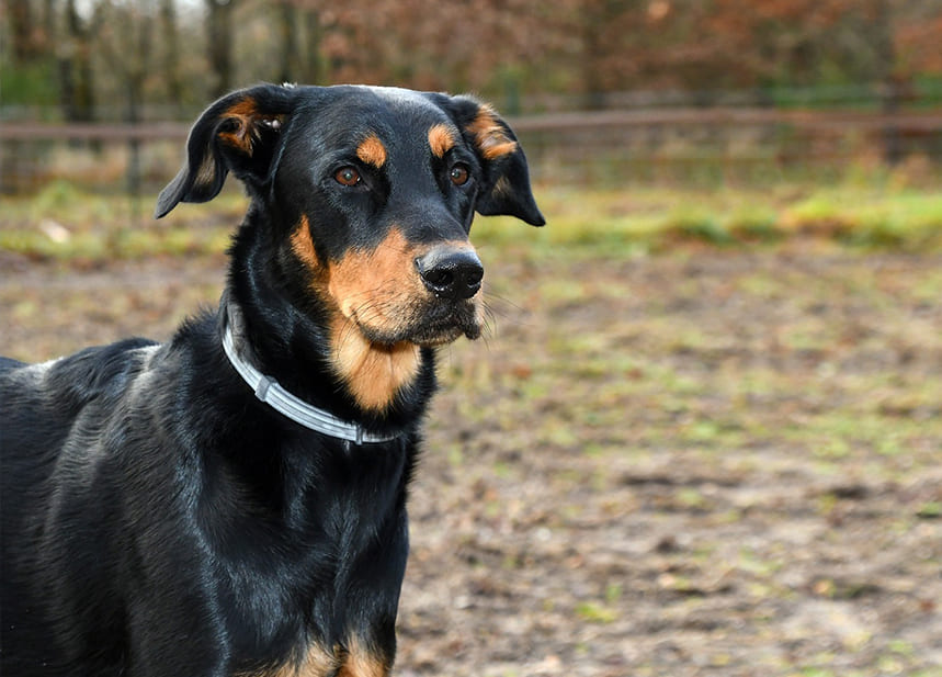 Beauceron