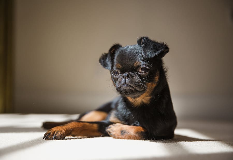 Belgische-Griffons