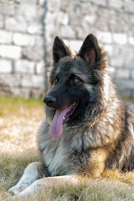 Belgische Herdershond Tervuren