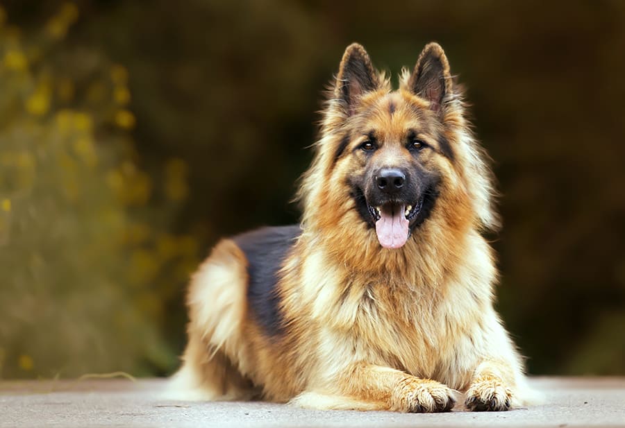 Belgische Herdershond Tervuren