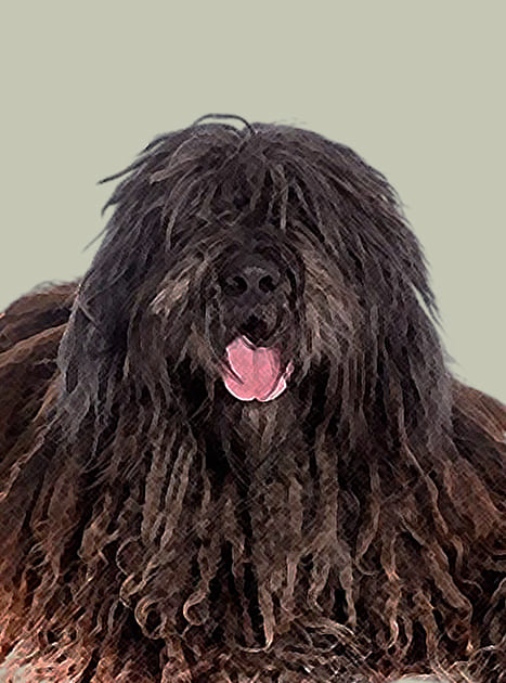 Bergamasco Herdershond