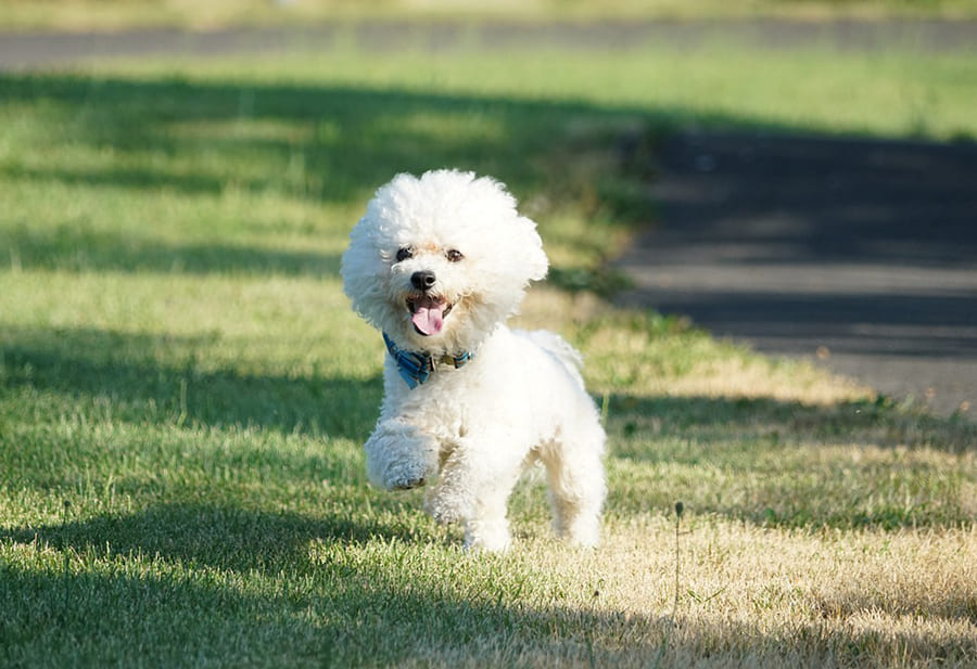 Bichon-Frisé