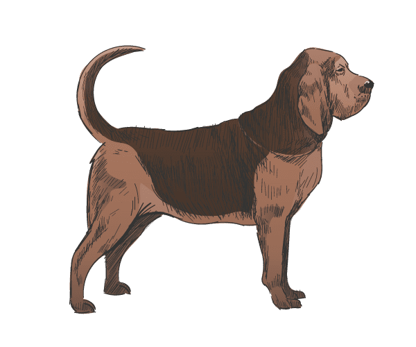 Rassen-Bloodhound