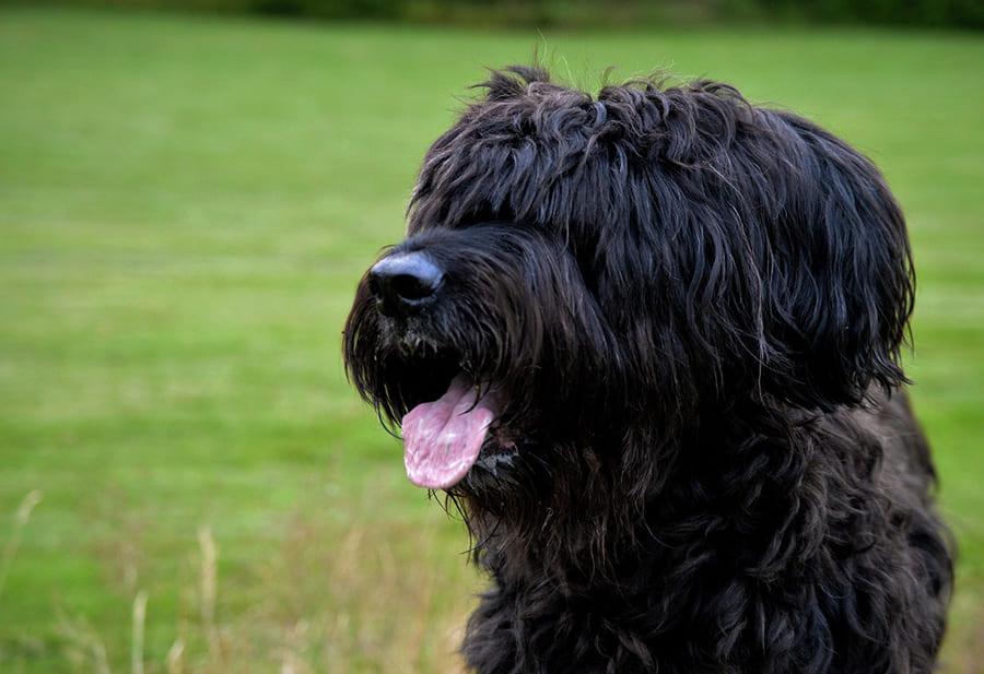 Briard