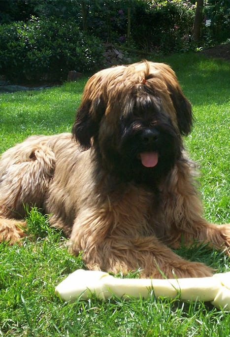 Briard