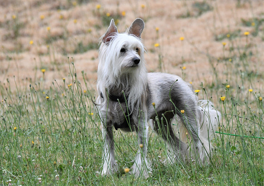 Chinese-Crested(1)