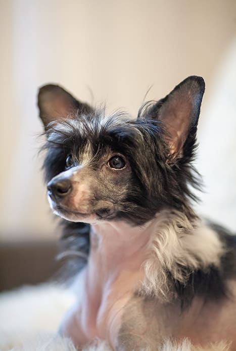 Chinese-Crested(2)