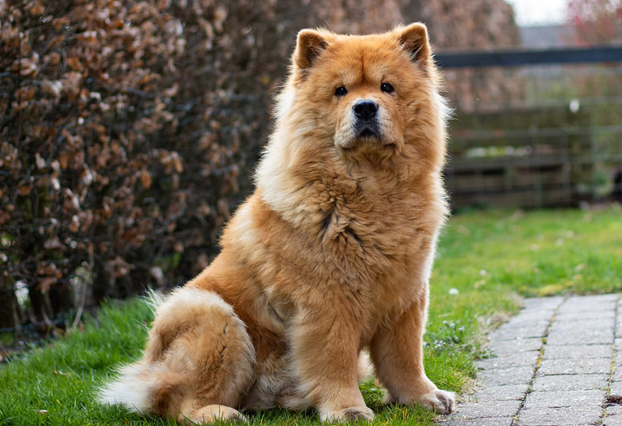 Chow-Chow