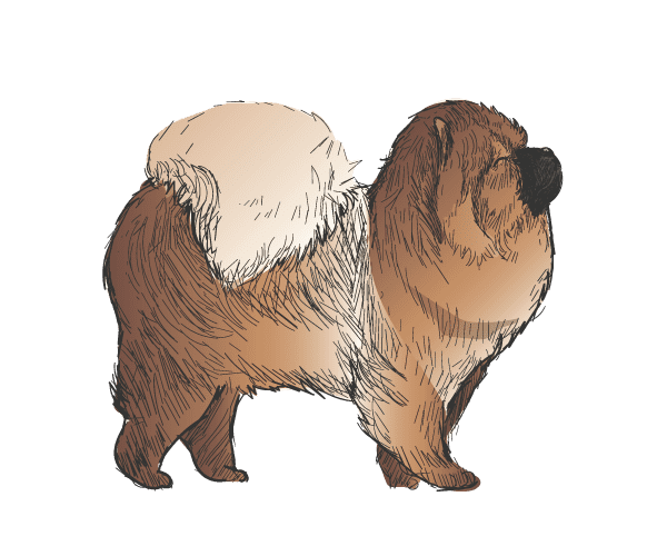 Rassen-Chow-Chow