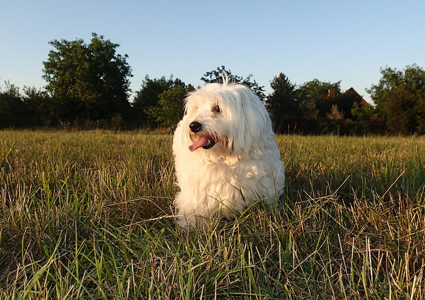 Coton-de-Tuléar