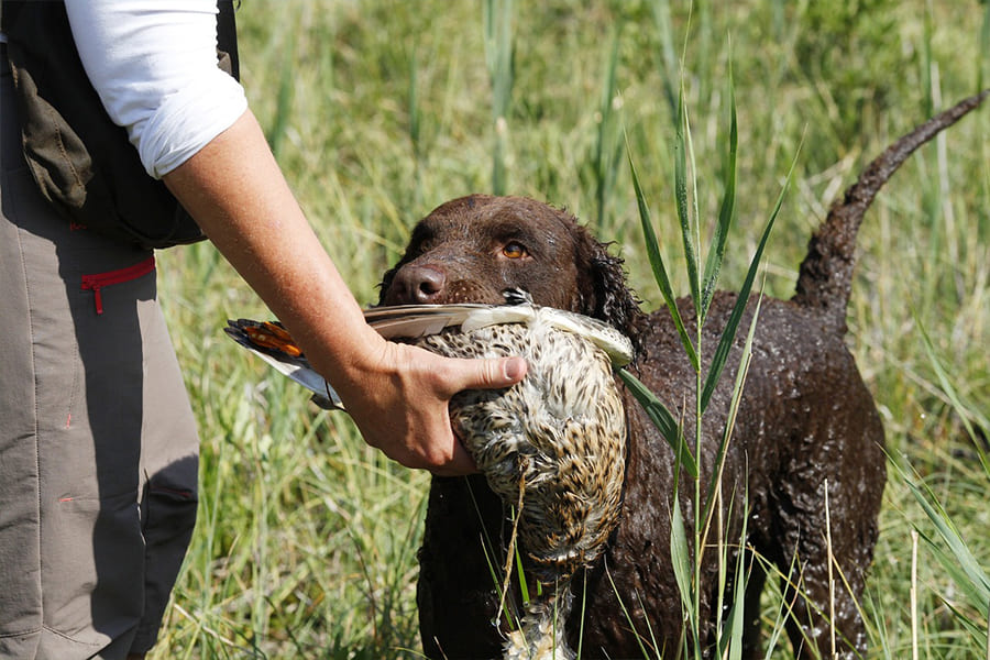 Curly-Coated-Retriever