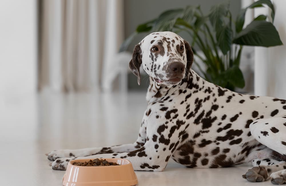 Dieet - en-Speciaal-Voer-voor-Specifieke-Behoeften-van-Je-Hond