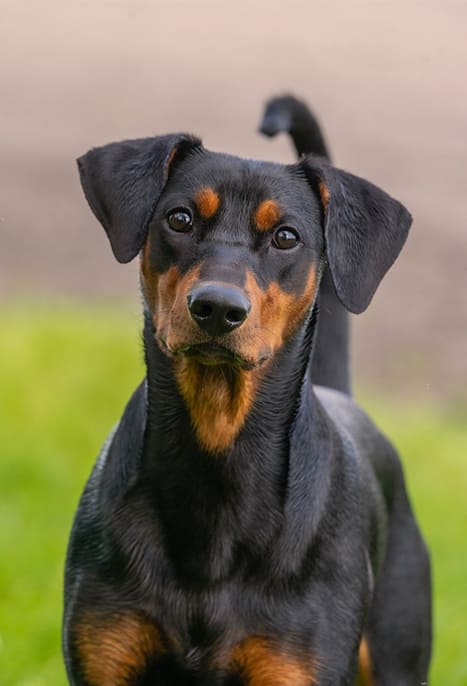 Duitse-Pinscher