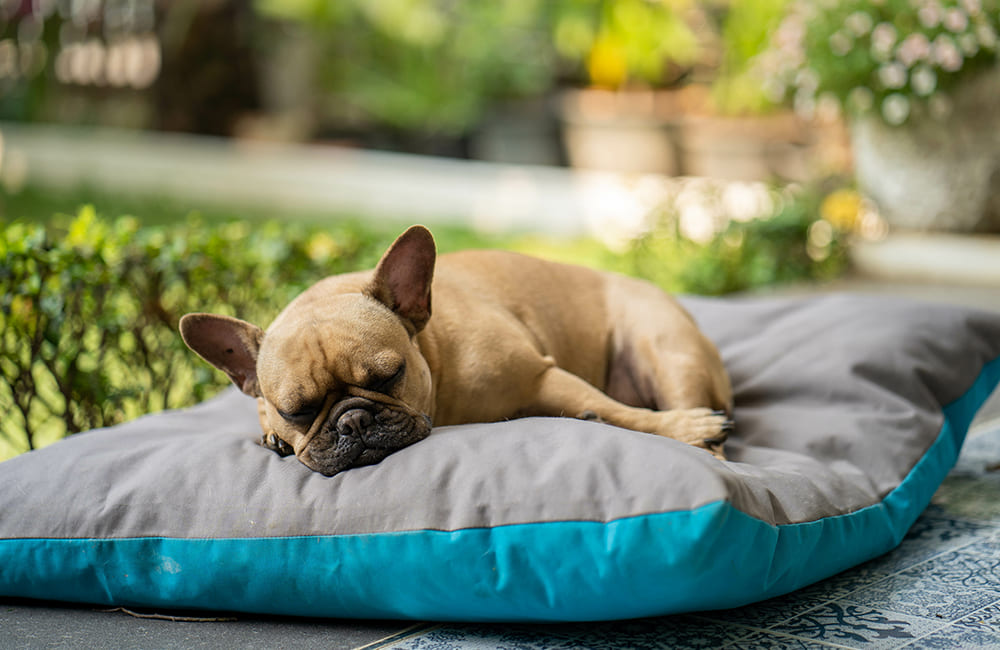 Essentiële-Benodigdheden-voor-een-Comfortabel-Hondenleven