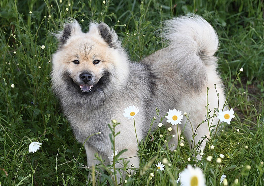 Eurasier