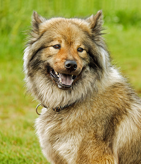 Eurasier