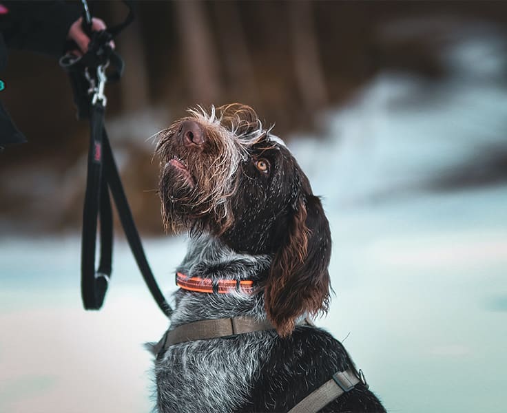 Grand-Basset-Griffon-Vendéen