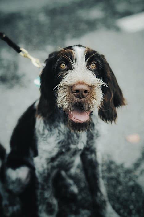 Grand-Basset-Griffon-Vendéen(1)