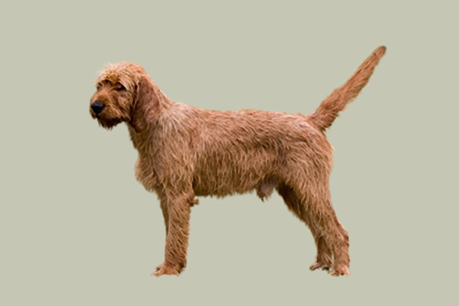 Griffon Fauve de Bretagne