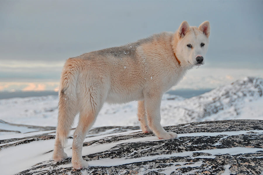 Groenlandse-Hond