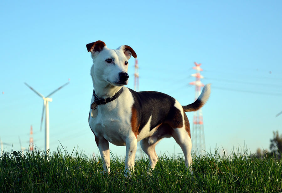 Jack-Russell-Terrier