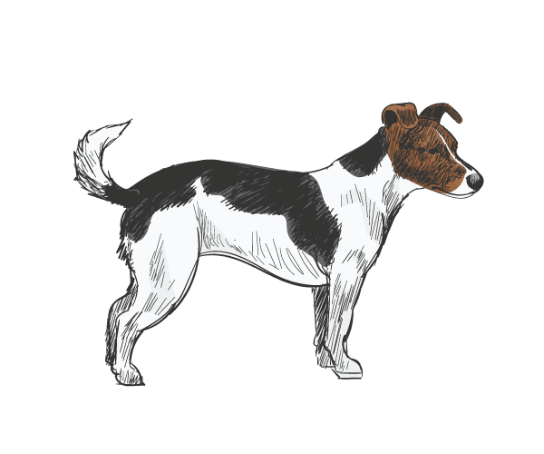 Rassen-Jack-russell-terrier