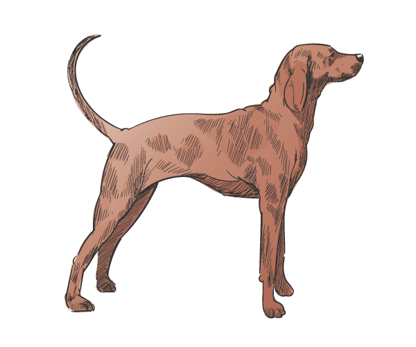 Rassen-Redbone Coonhound-