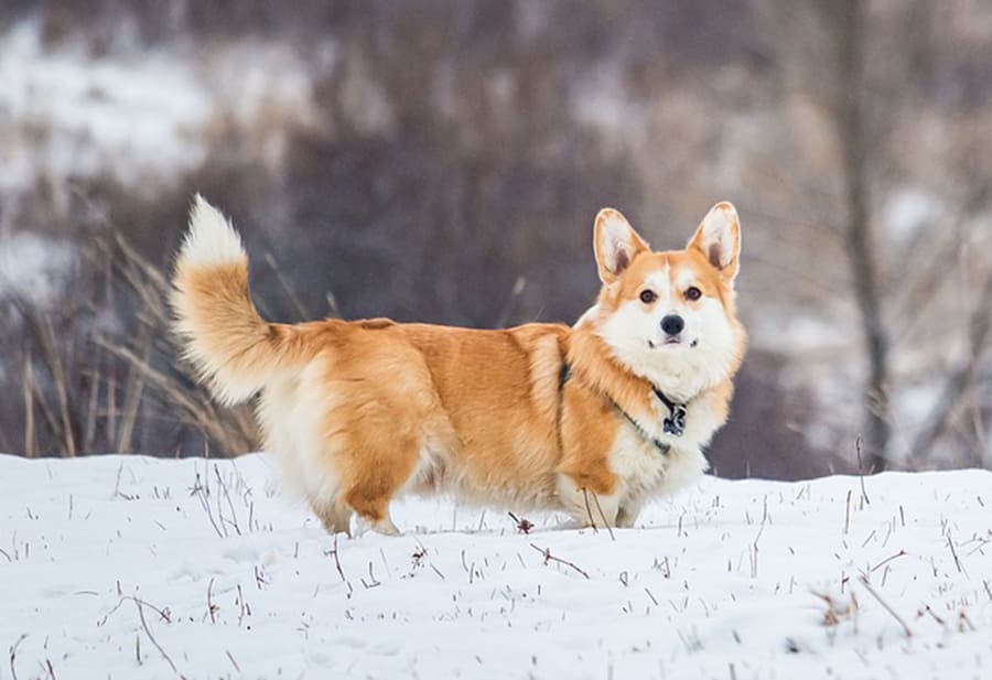 Welsh-Corgi