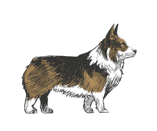 Pembroke-Welsh-Corgi