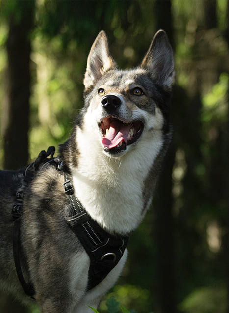 West-Siberische-Laika-2