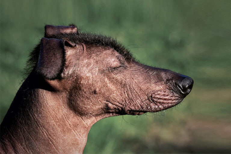 Xoloitzcuintle