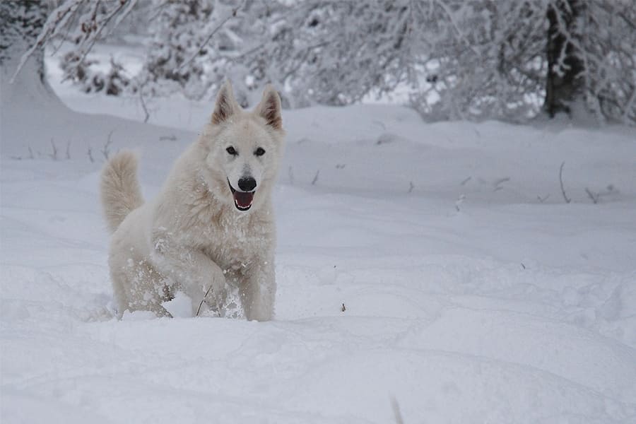 Zwitserse-Witte-Herder