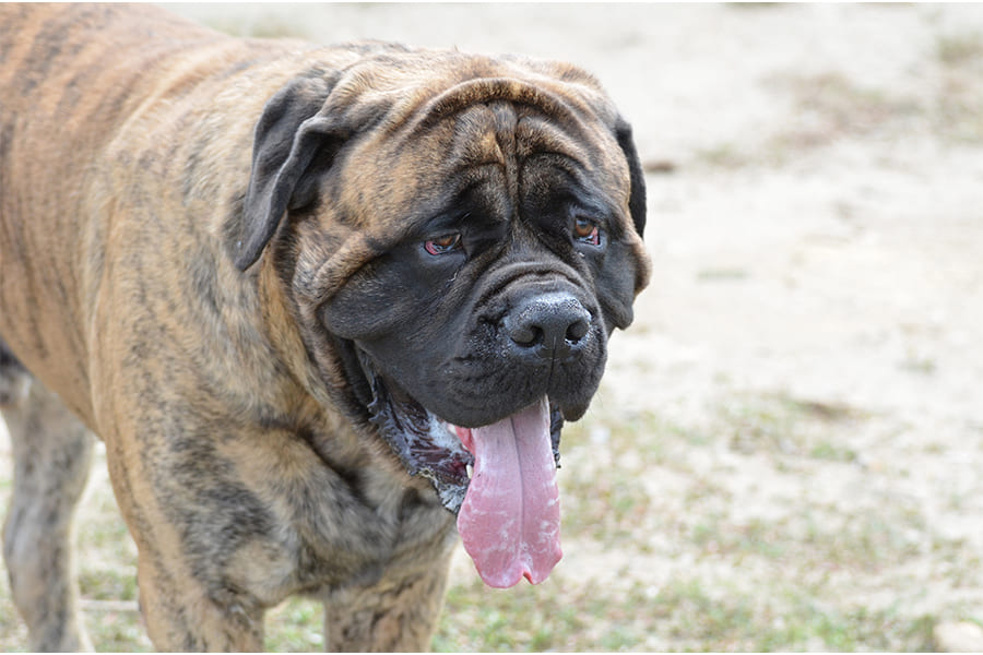 Engelse-Mastiff