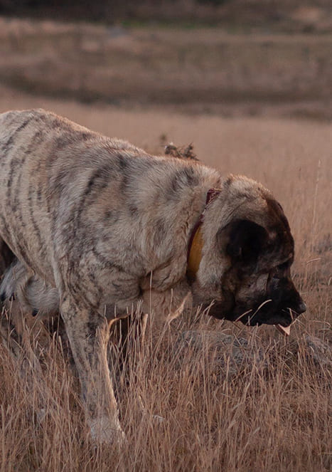 Engelse-Mastiff