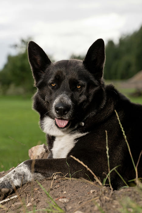 Karelische-Berenhond