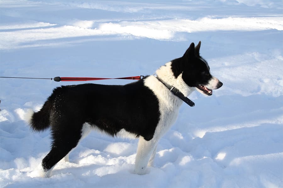 Karelische-Berenhond